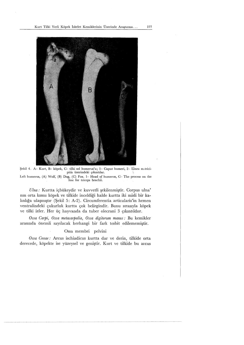 Kurt Tilki Yerli Köpek iskelet Kemiklerinin Üzerinde Araştırma... 177 Şekil 4. A- Kurt, B- köpek, C- tilki sol humerus'u; 1- Caput humeri, 2- Iiinea m.tricipitis üzerindeki çıkıntılar.