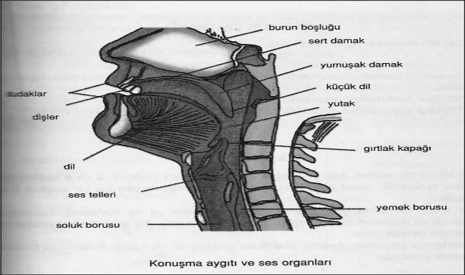 Ses Yolu: Göğüs boşluğundan dudaklara kadar varan kısma denir. Konuşma Aygıtı: Göğüs boşluğu-akciğer-gırtlak-kirişler-küçük dil- dil- damak-dişetleri dişler- dudaklar- geniz-burun (Bakınız Tablo 2).
