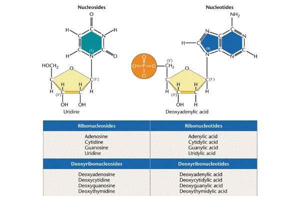 Nükleozit- baz + şeker NMP = nükleozit + 1 PO 4 NDP = nükleozit +2 PO 4 NTP =