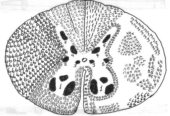 Bu demetlerden bazıları medulla spinalis içinde kalan intersegmenter bağlantı demetleridir ( fasikulus proprius (o) u oluştururlar ).