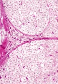 Myelin kılıfı bulunmayan sinir tellerine myelinsiz (unmyelinated) sinir telleri, bulunanlara ise myelinli (myelinated) sinir telleri denir.