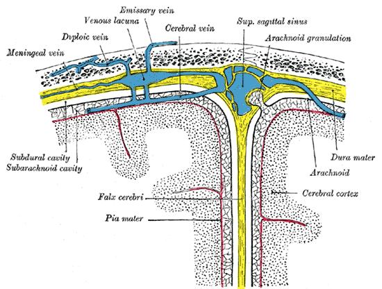 VI. Kas ve Tendon iğleri: Kas dokusu içinde ve tendon ların kasa yapışma yerlerinde bulunan nöyromuskuler iğlerdir. Ortaları şişkin uçları ince mekik şeklinde oluşumlardır.