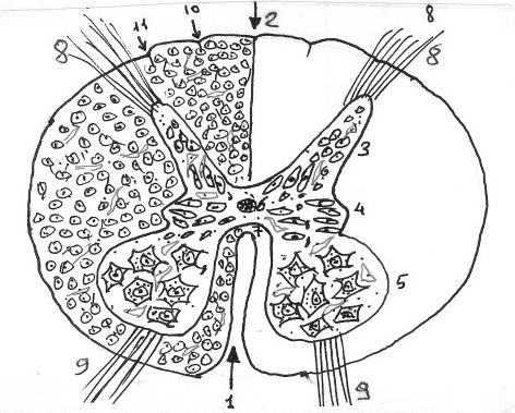 MEDULLA SPİNALİS (OMURİLİK) Ansefalon un kanalis vertebralis içindeki uzantısı medulla spinalis (omurilik) adını alır.