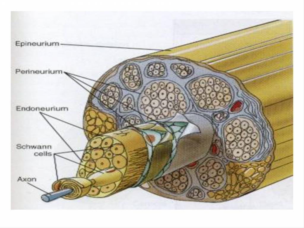 Bu kılıflardan içte olanı miyelin kılıfı, dışta olanı Schwann kılıfı ( nörolem ) diye adlandırılır.