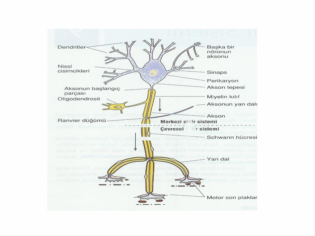 Nöronların çoğu tek bir aksona sahiptir, aksonu bulunmayan nöron çok az sayıdadır. Akson nöronun tipine gore değişen uzunluk ve çapta silindirik bir yapıdır.