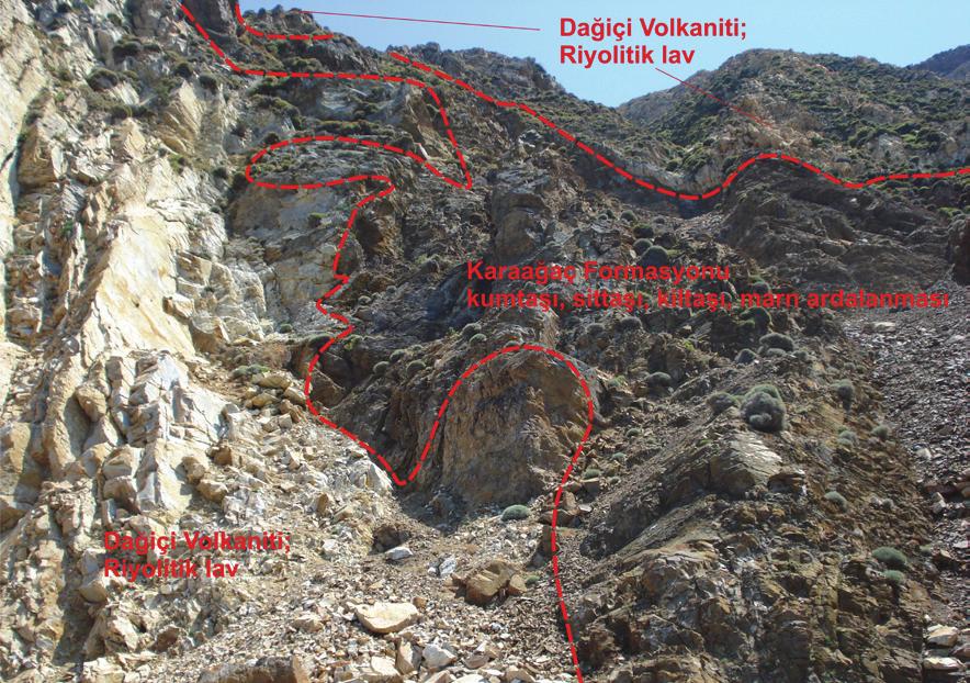 Gökçeada nın (Çanakkale) Jeolojisi Formasyonun Çamlıca metamorfitlerinin üzerine uyumsuzlukla gelen en alt bölümlerinden derlenen örneklerde; 6 Assilina suteri SCHAUB, 1981, Assilina tenuimarginata