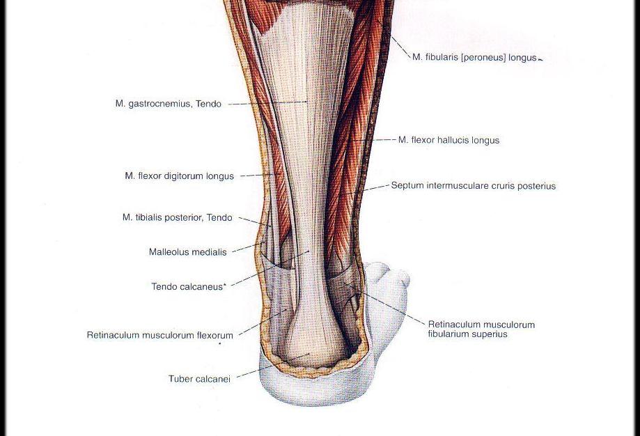 Insertio:Tendo calcaneus