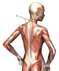 M.trapezius Origo:Linea nuchae superior ve suprema arası bölümden,boyun omurları Spinal çıkıntılarından,tüm thoracal omur spinal çıkıntılarından başlar.