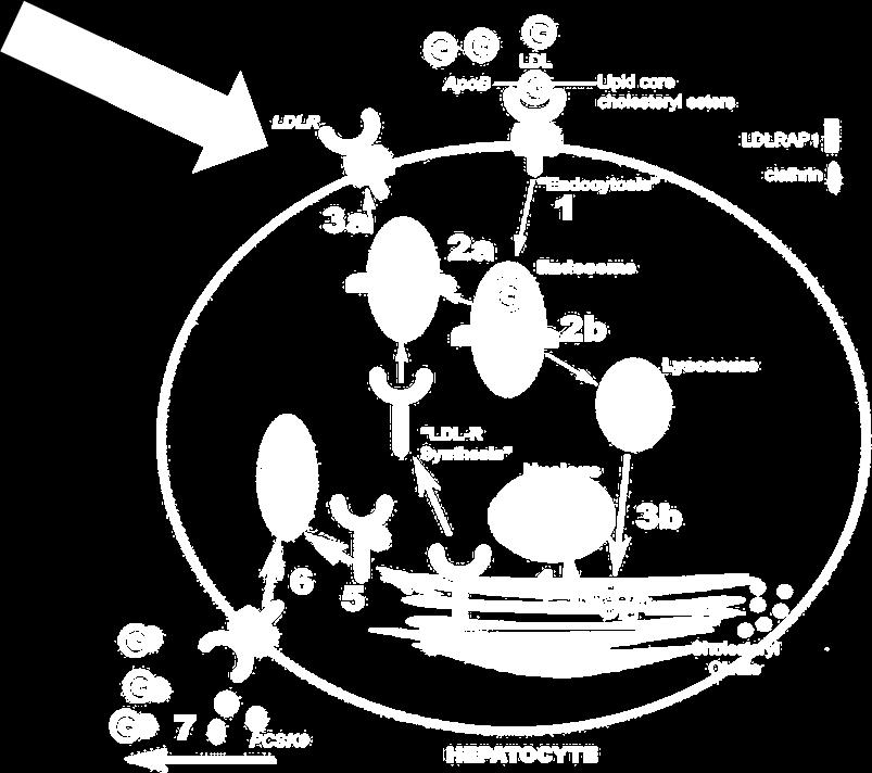 AİLESEL HİPERKOLESTEROLEMİ Otozomal Dominant Ailesel Hiperkolesterolemi, LDL bağımlı serum kolesterol düzeyi artışı ve prematüre kardiyovaskuler morbidite ile ilişkili hastalıktır.