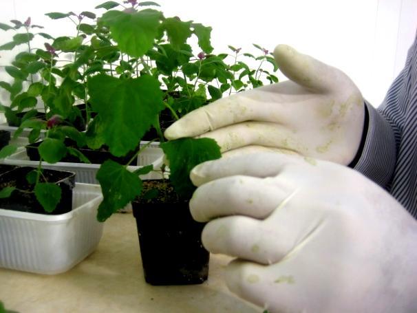 4. BULGULARI VE TARTIŞMA Hakan FİDAN Test bitkilerinde belirtilerin istenen düzeyde olmaması ve birbirine çok benzer olması nedeni ile tampon çözelti ve iklim odası sıcaklığında