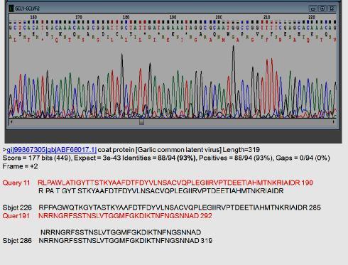 4. BULGULARI VE TARTIŞMA Hakan FİDAN Şekil 4.63. GCLV e ait gen dizilimi, protein dizilimi ve NCBI Balast a göre izolatının dünya izolatlarıyla akrabalık dereceleri Şekil 4.
