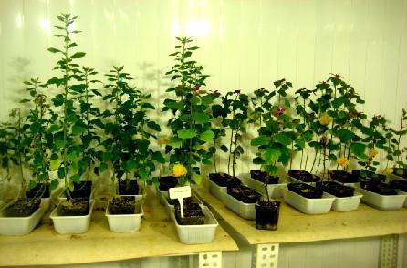MATERYAL VE METOD Hakan FİDAN Mekanik inokulasyon çalışmalarında (Çizelge 3.3) de verilen otsu indikatör bitkilerden her denemede bir örnek için 4 adet bitki kullanılmıştır.
