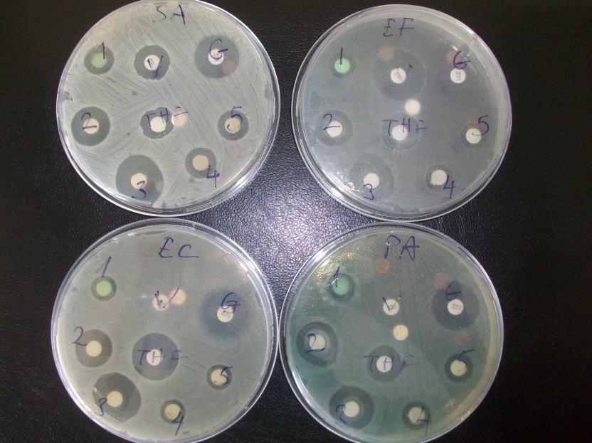 8 Petri kabına bakterilerin ekilip, disklerin