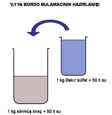 Dikimin hemen sonrası