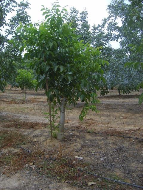 Tozlayıcı çeşit bir plan dahilinde araziye dikilmekte olup oran 1/10