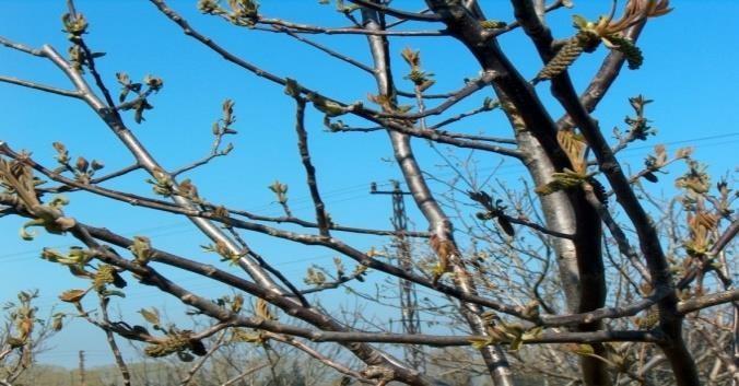 Dişi çiçekler iki parçalı bir stigma, kısa bir dişicik borusu (stil) ve ovaryumdan oluşmaktadır. Dişi çiçeklerde taç yaprak yoktur, 4 adet çanak yaprak vardır.