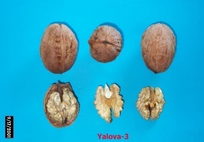 Erken çiçeklenir Yalova-4, Kaplan-86 ve Şebin çeşitleriyle tozlanır. Eylül ayının ortalarında hasat edilir. YALOVA-3 Salkımda meyveler 2-3'lü oluşur.