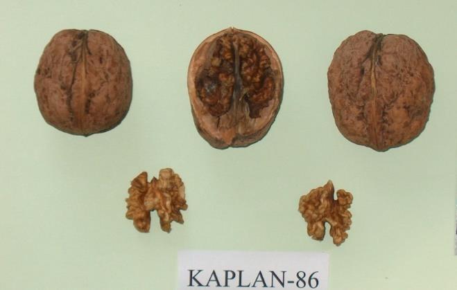 Şebin, Yalova-3 ve Yavuz-1 (KR-2) çeşitleriyle tozlanır. Eylül ayı sonlarında hasat edilir. KAPLAN-86: Dik, yayvan bir taç gelişmesi gösterir. Özellikle kıyı bölgelerde yetiştirilmesi tavsiye edilir.