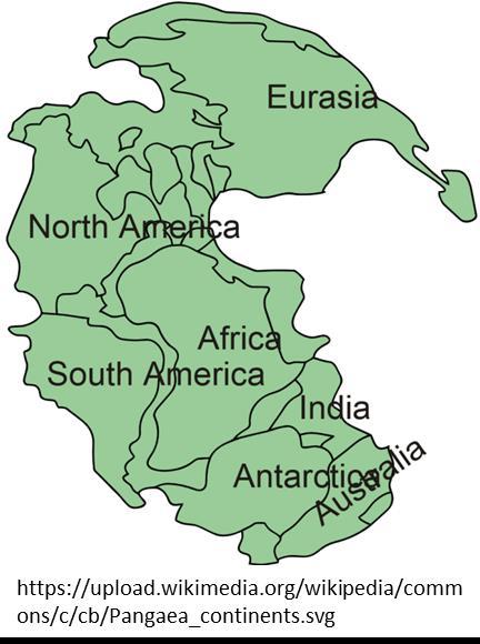 Wegener, kıtaların kayması ile ilgili büyük düşüncesini, Pangea nın parçalanması ve çeşitli kıtaların şimdiki yerlerine