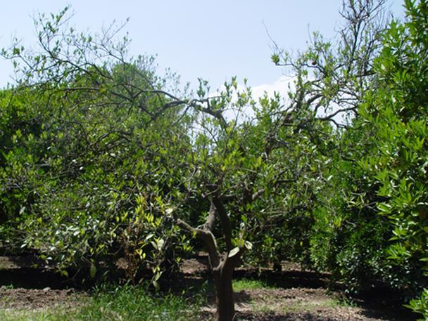 simptomları gösteren ağaçların genel taç görünümü Adana Balcalı Kampüsü turunçgil