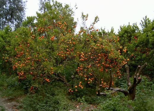 4. BULGULAR ve TARTIŞMA Metanet AKKUŞ ÇİFTCİ simptomatolojik açıdan hastalıklı görünüme sahip ağaçlardan gövdesine daha az su (0.