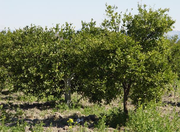 4. BULGULAR ve TARTIŞMA Metanet AKKUŞ ÇİFTCİ Kozan-Çukurköprü de survey yapılan turunçgil bahçesinde toplam 178 ağacın %80 i simptomatolojik olarak hastalıklı görünüme sahip olup, genel olarak ağaç