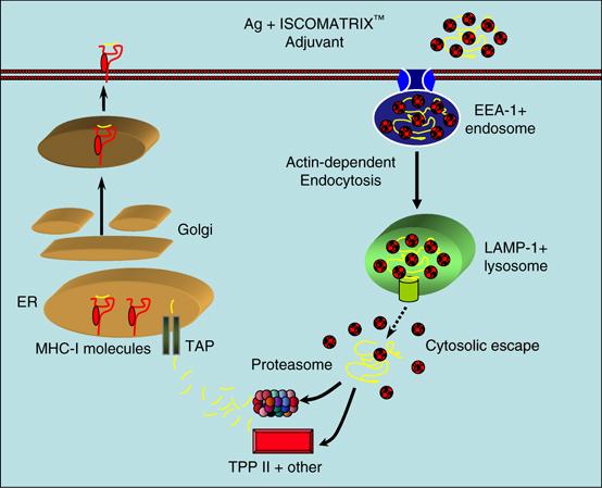 ISCOMATRIX ISCOMATRIX, kolesterol, fosfolipid ve saponinden (Quil A) oluşur. Yapısı ISCOM a benzer ancak antijen içermez.