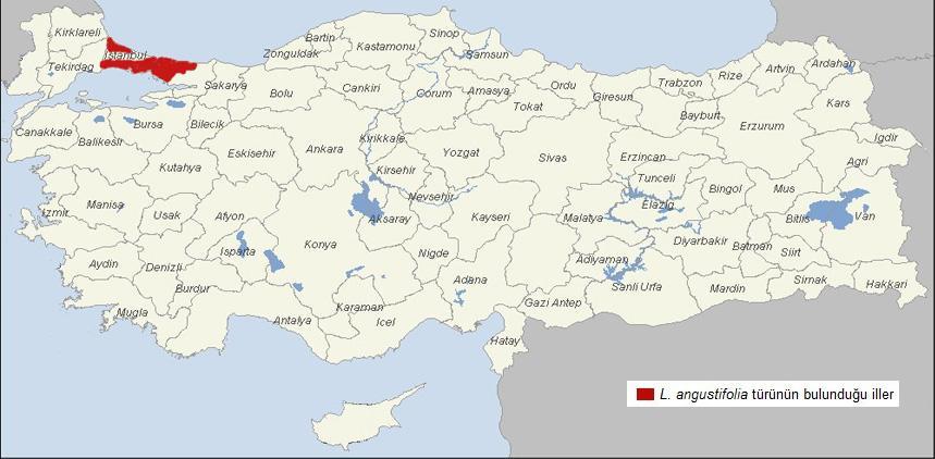 En iyi kalite lavanta yağının elde edildiği, çoğunlukla hakiki lavanta veya İngiliz lavantası olarak adlandırılan lavender, Fransa, İspanya, İsviçre, İtalya, Korsika ve Kuzey Afrika bölgelerini içine