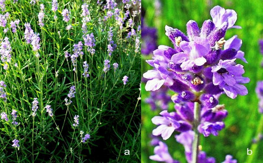 Şekil 1.3 Hakiki lavanta. a. Doğal koşullarda bulunan L. angustifolia, b. L. angustifolia çiçeği. (http://everythinglavender.com/pictures/450px- Lavandula_angustifolia_003byH-Zell.