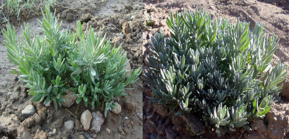 Şekil 4.10 Elde edilen bitkilerin dış şartlara adaptasyonu, tarladaki L. angustigolia 4.3 L. angustifolia Bitkisinde Gen Aktarım Çalışmaları 4.3.1 A.