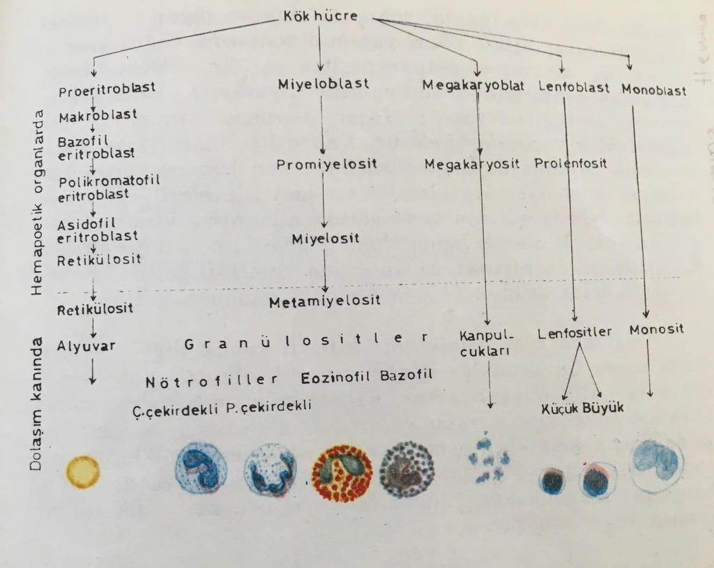 Kan hücrelerinin oluşumu