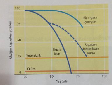 Akciğerler Orta yaş boyunca akciğer kapasitesinde çok az değişim