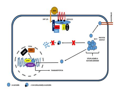 Wnt β-katenin sinyal yolağının çalışma mekanizmasındaki temel unsur sitoplazmik β-katenin düzeylerinin kontrolüdür.