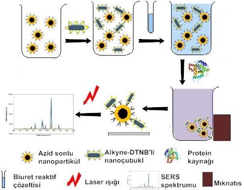 Şekil 3.6. Homojen sistemde klik kimyası ile toplam protein miktar tayini Homojen analiz sisteminde altın nanoküreler yerine silika kaplı demir partiküller de kullanıldı.