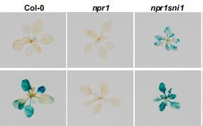 Sni1; npr1 baskılar sni1 mutantında, indükleyici olmayan koşullarda PR-1 genlerinin her zaman anlatımı yapılır npr1 = PR anlatımı yok npr1sni1 = npr1 baskılayıcısı = PR anlatımı Li, X., Zhang, Y.