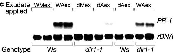 Diğer hareketli sinyaller WT dir1-1 Systemik Lokal dir1-1 mutantı, normal lokal cevabı verir ana sistemik cevap oluşmaz dir1-1 mutantı sinyal üretemez ve cevap oluşturamaz Mutant yaprağındaki salgıda