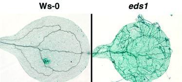 Bitkilerde, ve hastalık çalışmalarında kullanılan araçlar Pathogen growth rate Patojen enfeksiyonu ya da uygulaması, PATHOGENESIS- RELATED GENE1 (PR-1) anlatımını tetikler PR-1 anlatımı