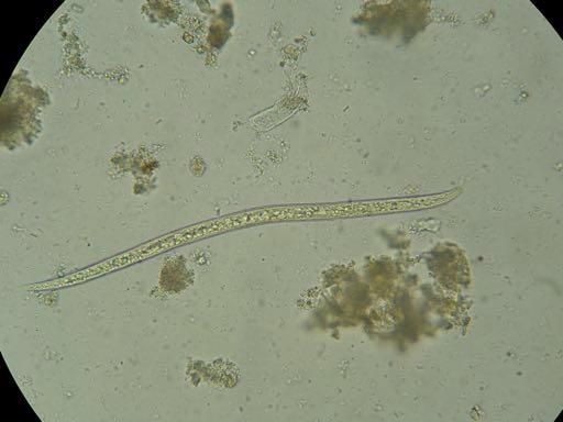 Ookistleri (100X). Microsporidia sp. 9 12 4 0 0 11 12 0 0 14 0 15 0 8 5 90 40 Blastocyctis sp.