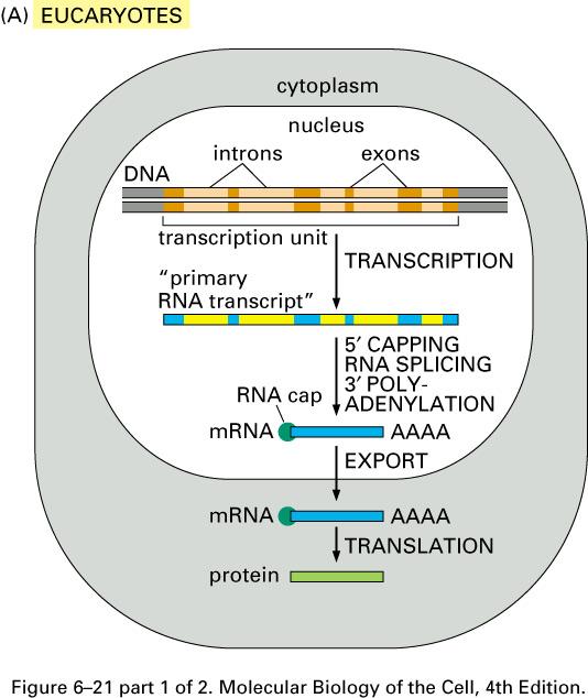 mrna