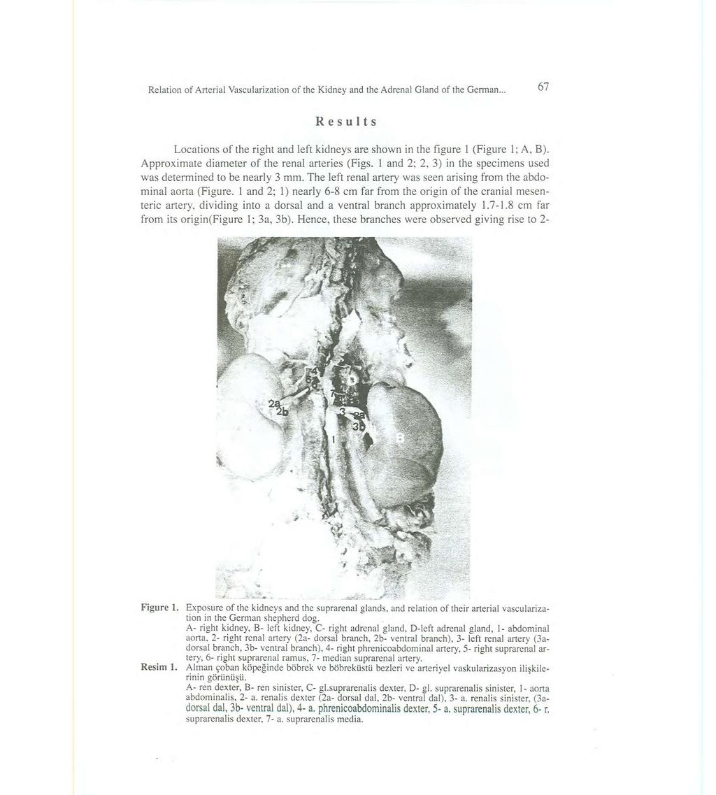 Relation of Arterial Vascularization of the Kidney and the Adrenal Gland of the German. 67 Results Locations of the right and left kidneys are shown in the figure 1 (Figure I; A, B).