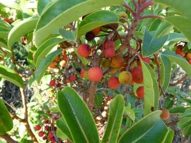 Arbutus