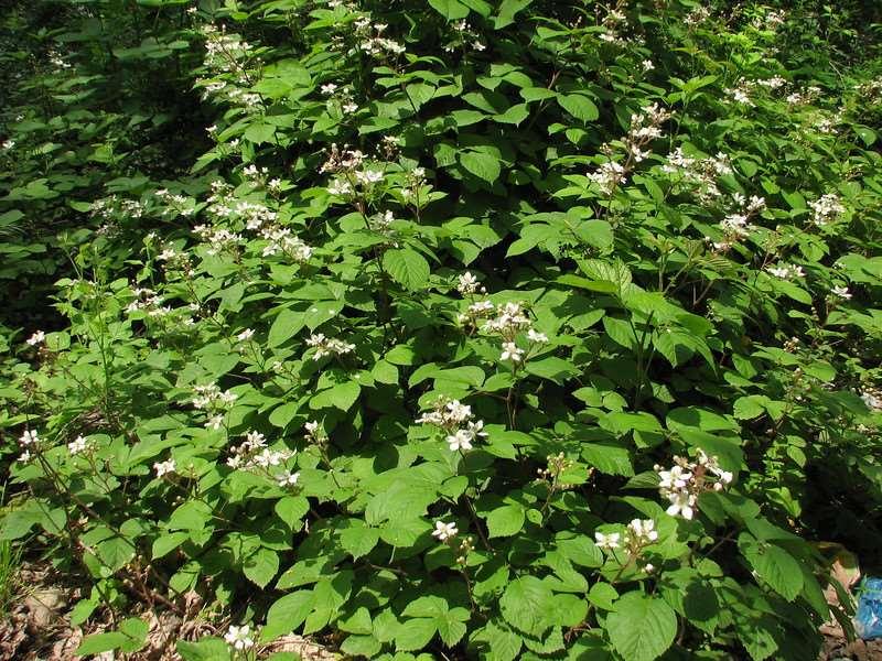 Rubus caucasicus