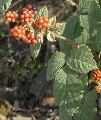 Rubus