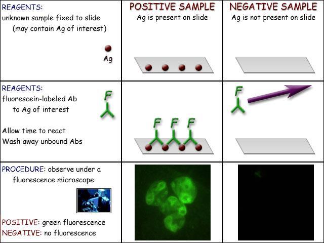 Immunofluorescence Assay (IFA)