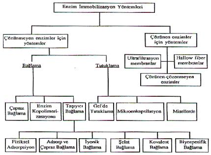 36 2.5.2. Jelde Tutuklama Yöntemin temeli çapraz ba lamanın ve polimerizasyonun olu turuldu u ortamda hücrenin de bulunması halinde, hücrenin çapraz ba lama sonucu olu an odacıklarda tutuklanması