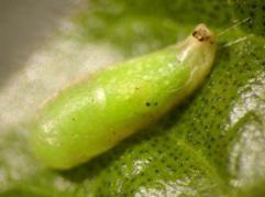 beslenirler. Resim 23. Larva. Resim 24. Pupa.