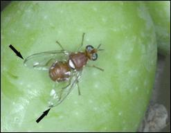 Üç larva dönemini tamamlayarak olgun larva haline gelir. Olgun larva meyvenin yüzeyine gelir, meyve zarını kemirerek inceltir, 2-3 mm geri çekilerek pupa olur ve daha sonra buradan ergin çıkar.