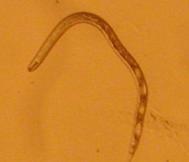 nematodunun bayrak