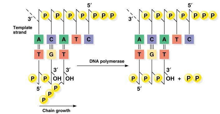 DNA zincir uzaması DNA polimeraz III, RNA primerin serbest olan 3 -OH grubuna kalıp zincirdeki nükleotide komplementer ilk deoksiribonükleotidi ekler.