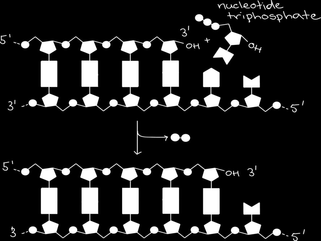 Yapı taşları olarak deoksiribonükleozid trifosfatlar (datp, dttp, dctp, dgtp) kullanılır.